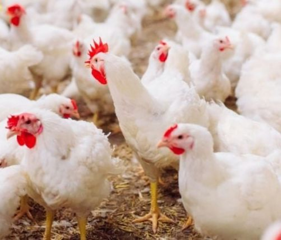 Prevenirea gripei aviare și eradicarea pestei porcine africane, în atenția DSVSA Galați
