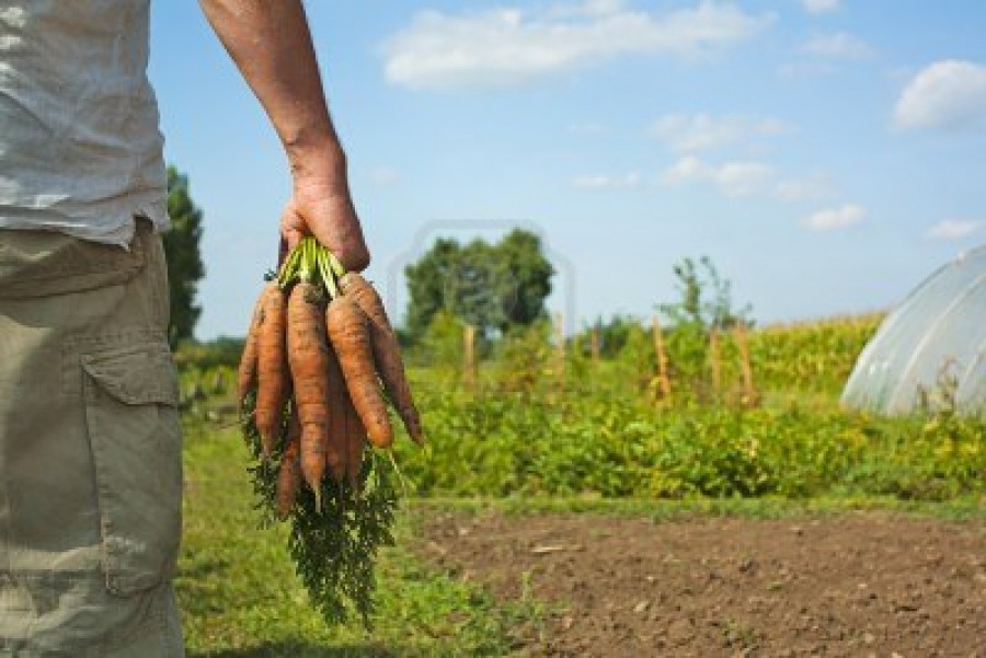 Motiv pentru a mânca fructe şi legume/ Morcovii îmbunătăţesc fertilitatea bărbaţilor