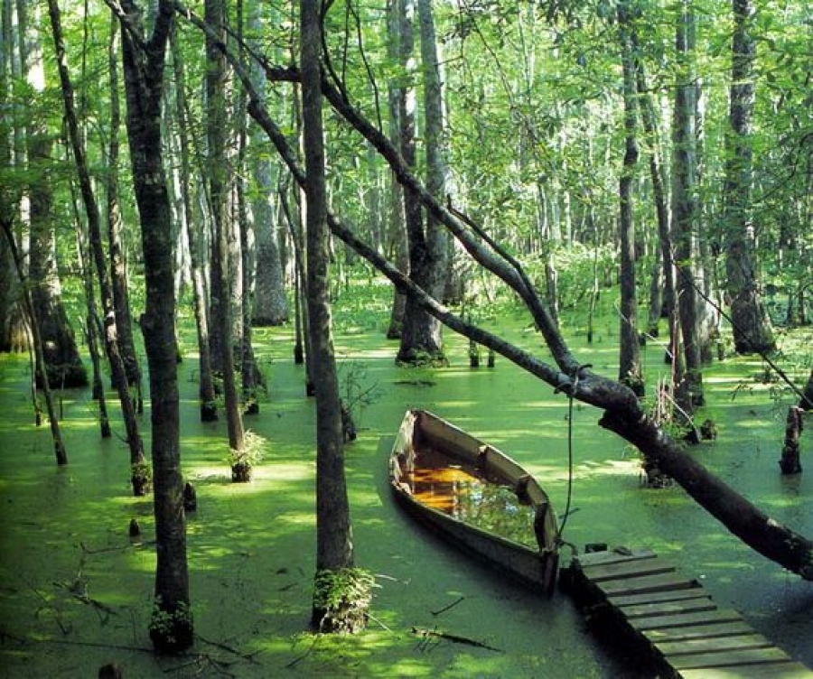 Reelfoot, un lac născut din frământările pământului