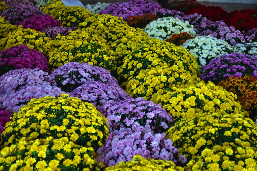 Weekend cu parfum de flori la Galaţi/ 42 de expozanţi la „Regina Toamnei, Crizantema” 