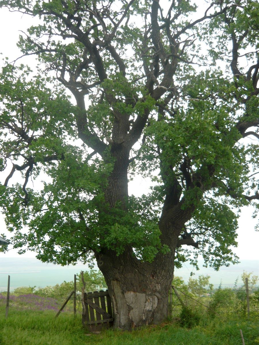 Monumentul din Grăpeni, moştenire de la Ştefan cel Mare şi Sfânt