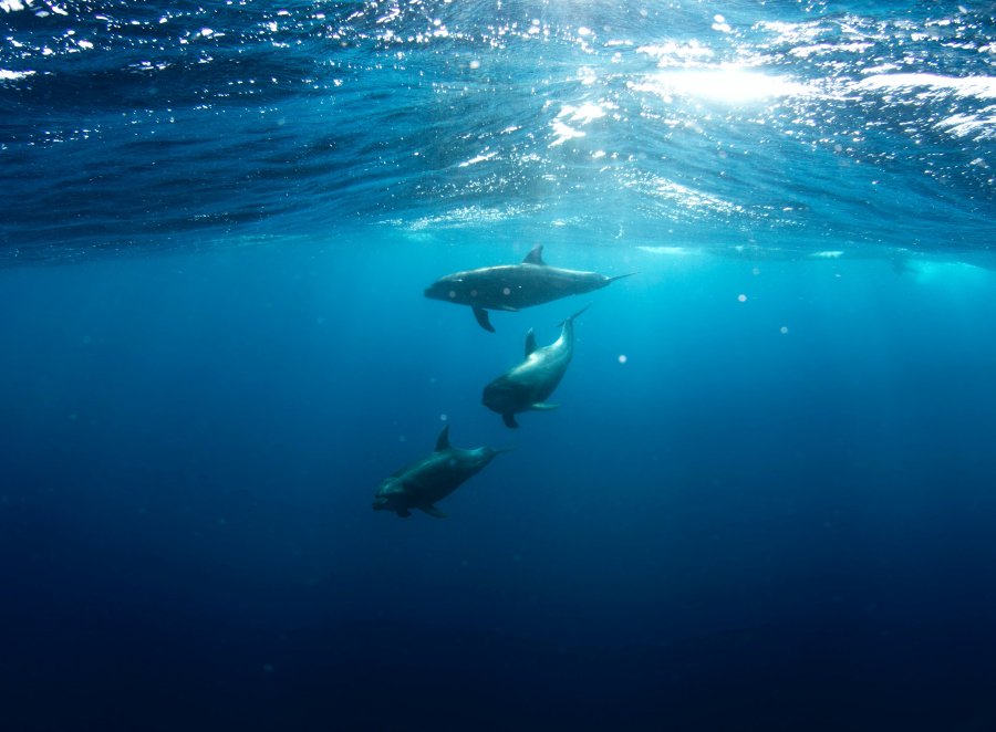 Tratat istoric privind protejarea oceanelor