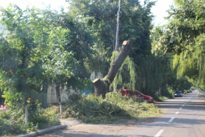 La fiecare furtună, în preajma barierei se rup copaci întregi (FOTO)