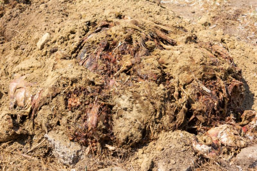 Mii de găini moarte aruncate la marginea satului. Grav incident de mediu în judeţul Galaţi