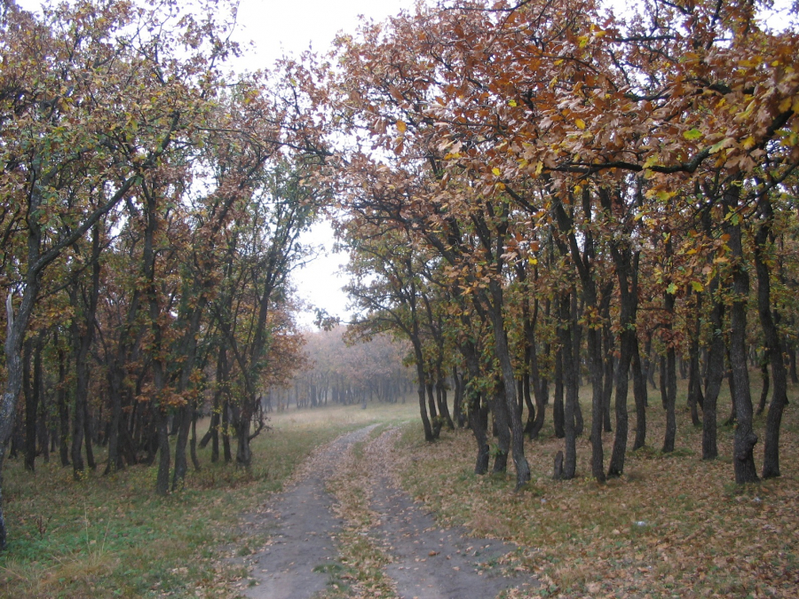 Peste 16.000 hectare de păduri din Galați, retrocedate după Revoluție