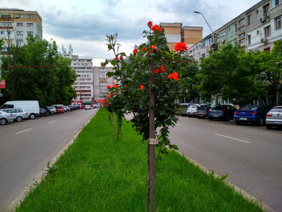 Trandafirii fac spectacol pe bulevardul Oţelarilor