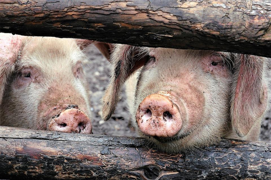 Un nou focar de pestă porcină africană