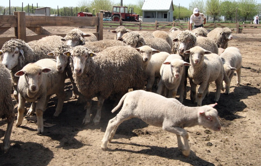 Calendar rural.Târguri şi evenimente agricole