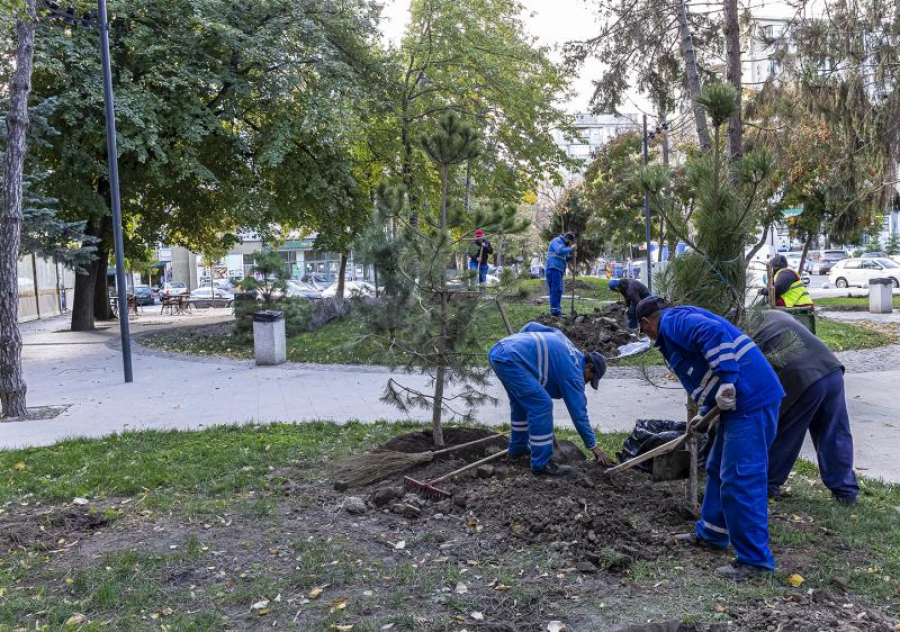 2.000 de arbori trebuie să prindă rădăcini