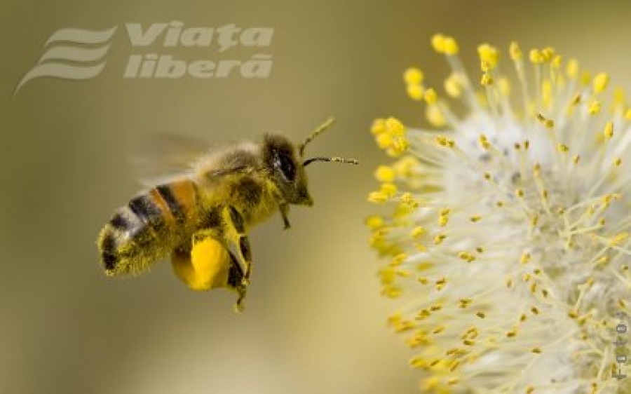 Proprietăţile curative ale polenului