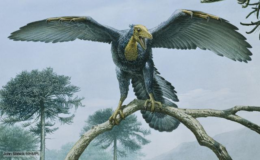 Prima pasăre din istorie. Archaeopteryx zbura ca un fazan