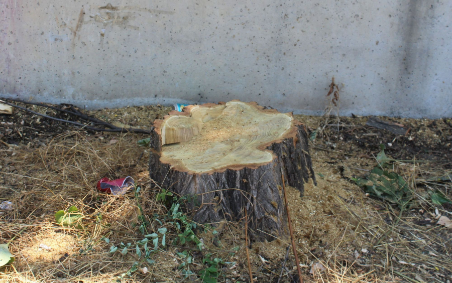 Copacul din curtea unei şcoli din Galați stârneşte controverse. Tăiat fără aviz de la mediu