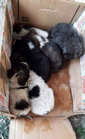 Cât este amenda pentru abandonul animalelor de companie