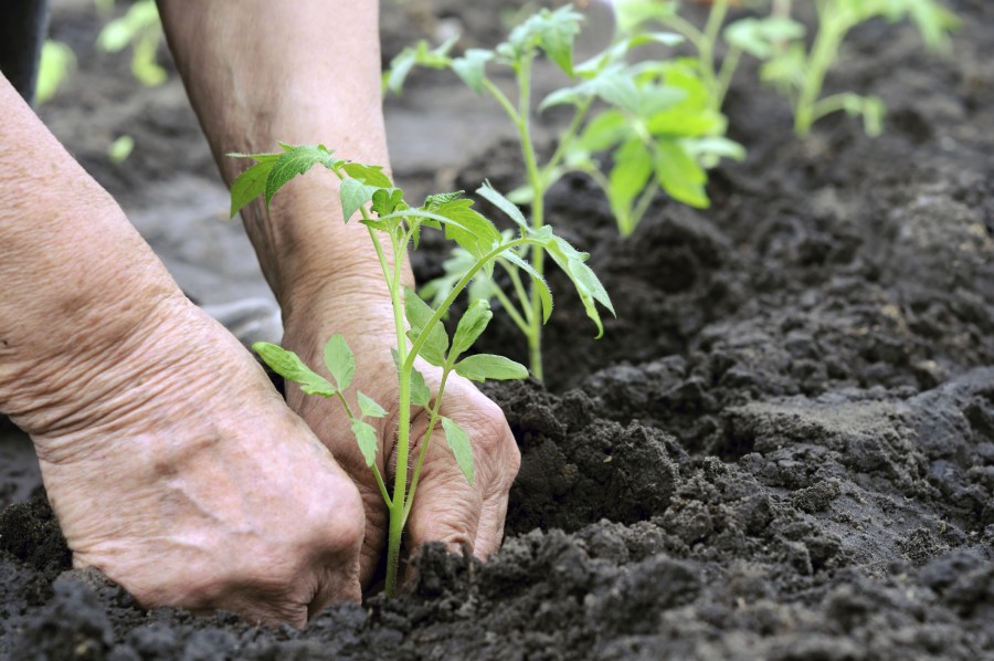 Fermierii mai au două săptămâni la dispoziţie pentru a opta pentru CULTURI ECO