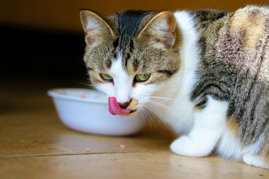 Cum ar trebui să hrănim pisicile, cu hrană uscată sau umedă? Școala iubitorilor de animale