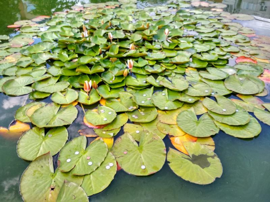 Nuferii care „fac” bani în Parcul Viva. Gălăţeni în căutarea norocului sau sport local?