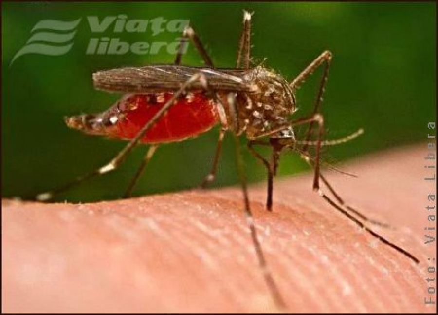 Cât de periculoşi sunt ţânţarii?