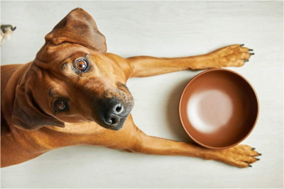 Cum hrănim câinii, cu hrană uscată sau umedă, pregătită de noi sau industrial? Școala iubitorilor de animale
