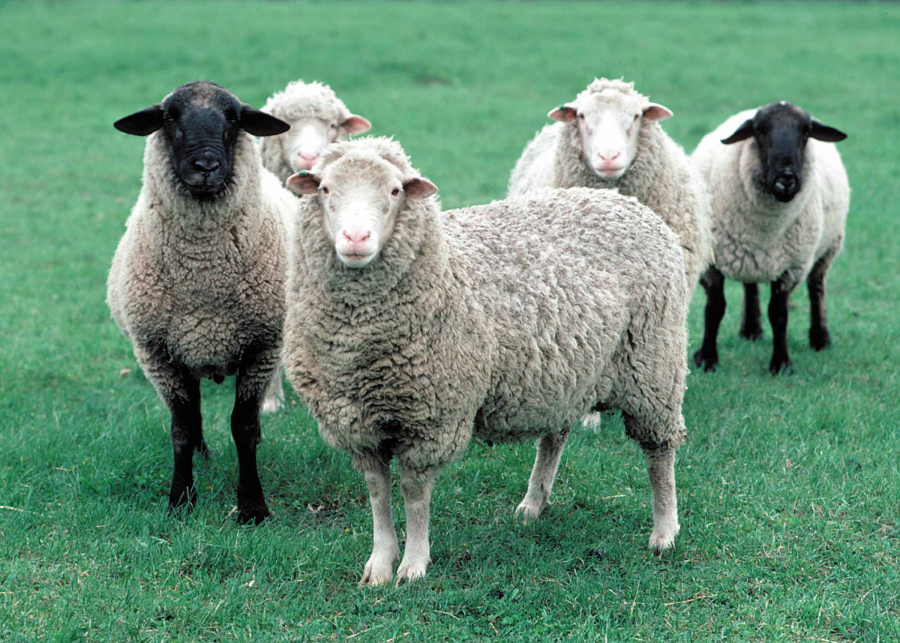 Producția de carne de ovine și caprine