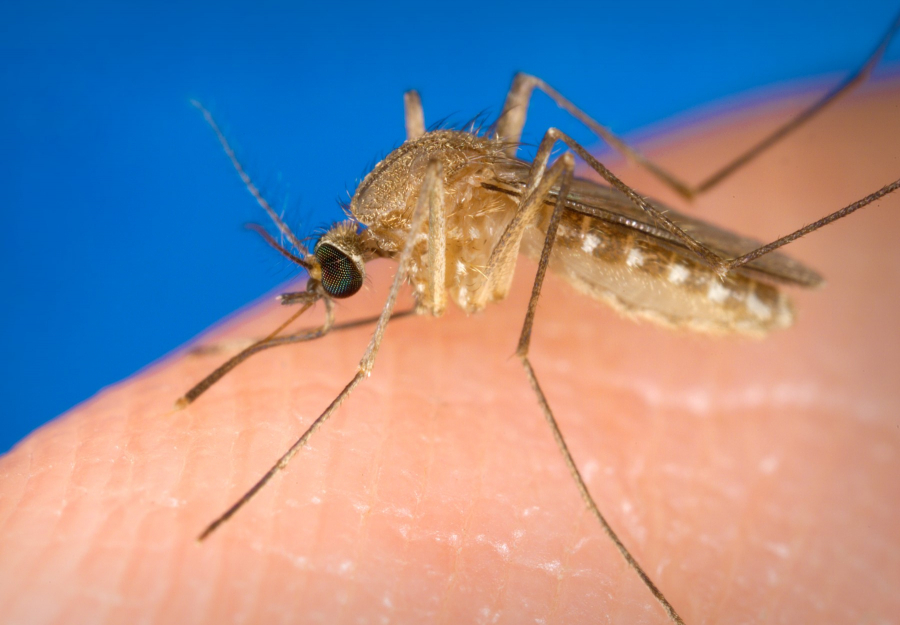 Primul caz de infectare în Galaţi cu virusul West Nile, transmis de țânțari