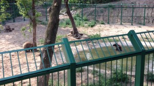 Modernizarea, pe ultima sută de metri/ Gard nou pentru Parcul Zoo