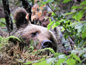 Un urs a fost observat în județul Galați