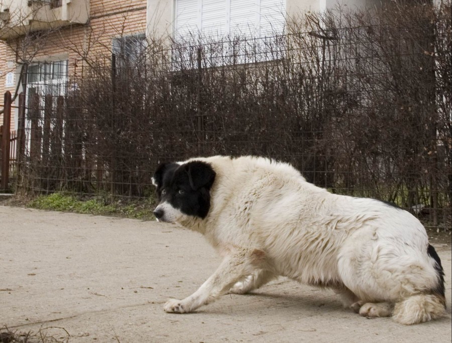 Taxa de câine nu latră, dar muşcă din buzunare!