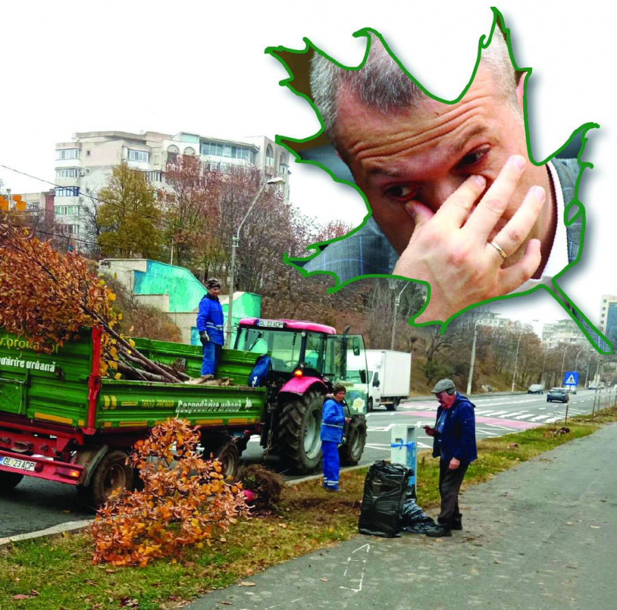 Primarul Ionuț Pucheanu, despre copacii mutați de pe Faleză: „Teiul nu mai e un copac propice pentru Galați”