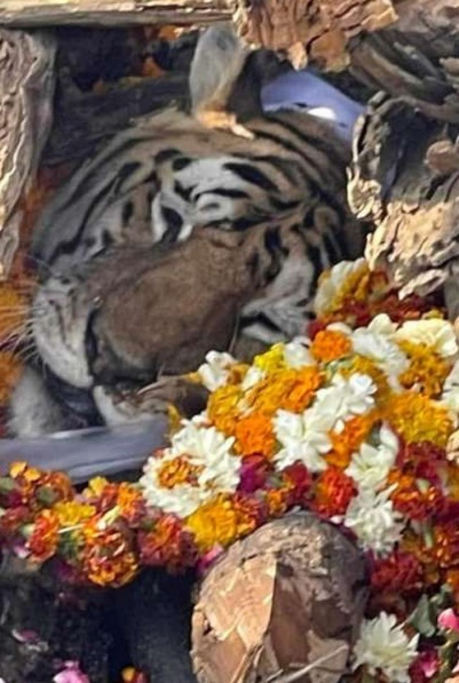 A murit cea mai faimoasă tigroaică din India