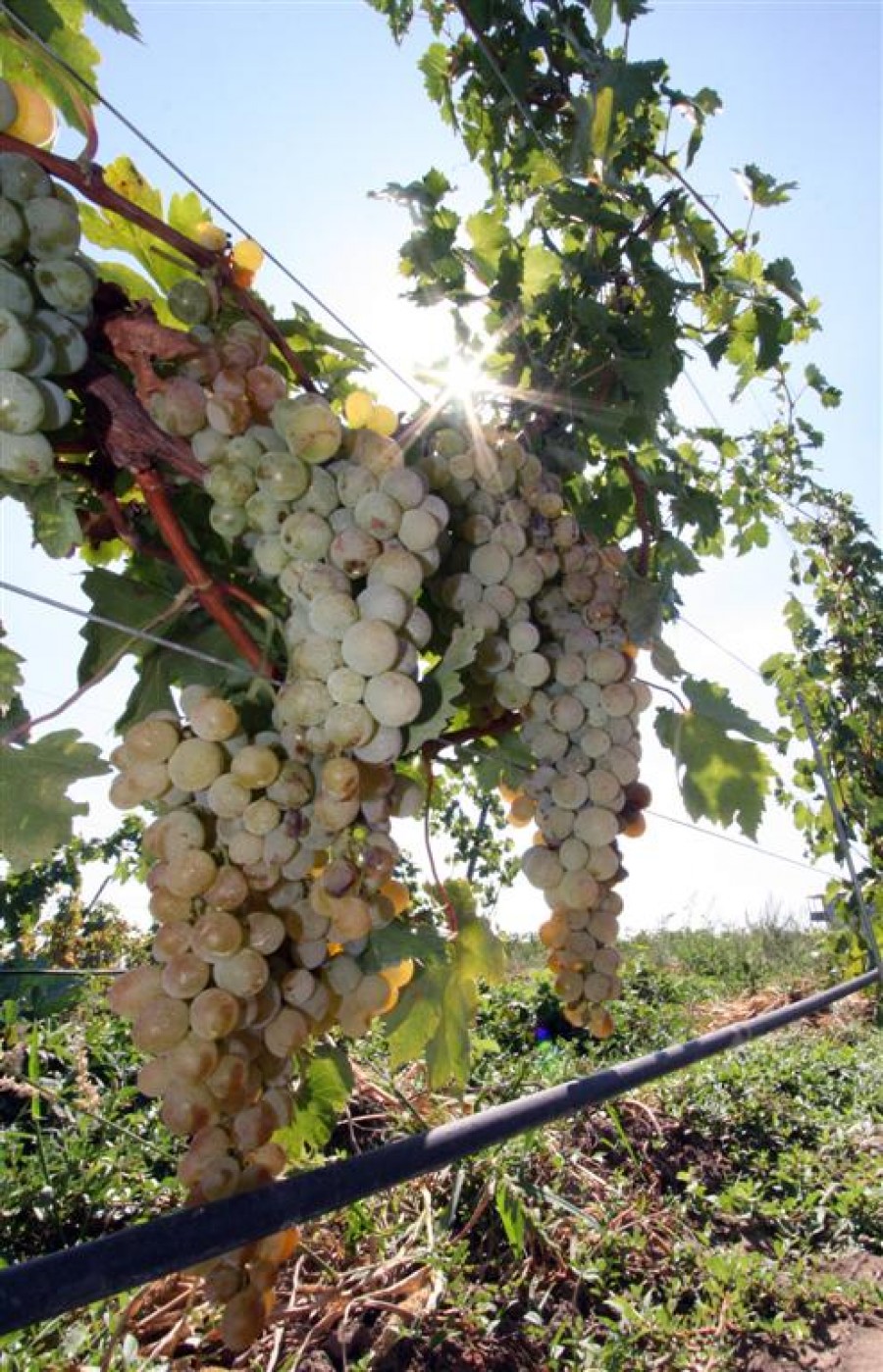 Plantaţiile tinere au origine italiană