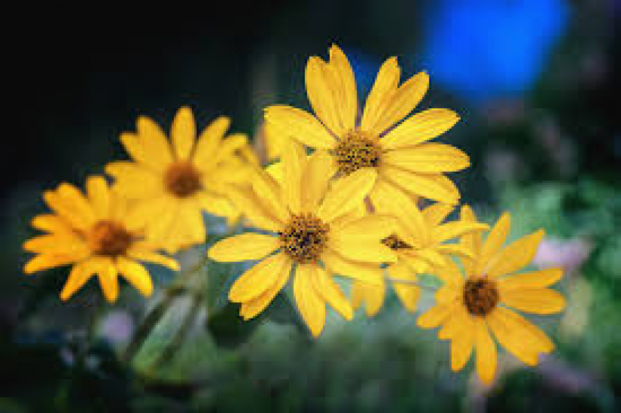 Arnica - aliat natural în lupta cu durerile