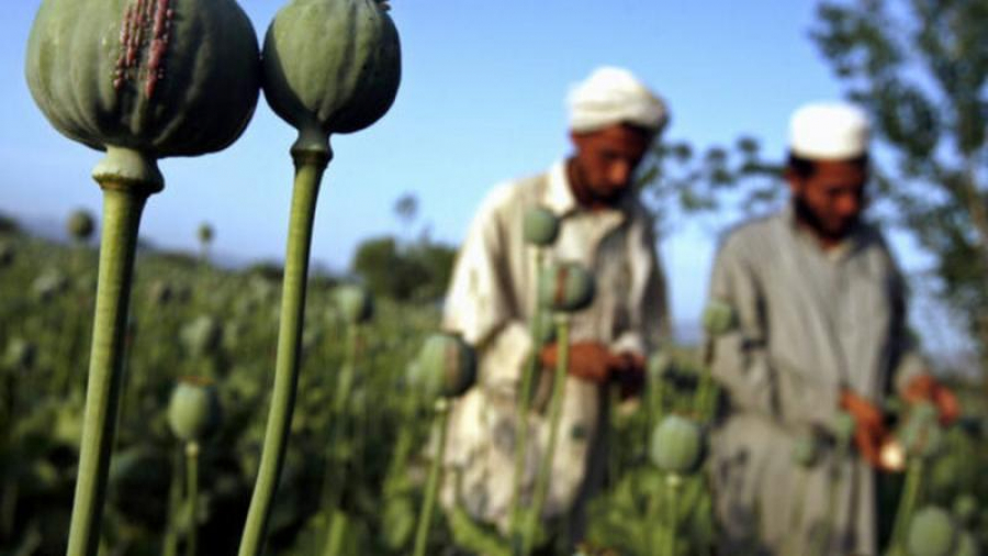 Talibanii au interzis culturile de opiu