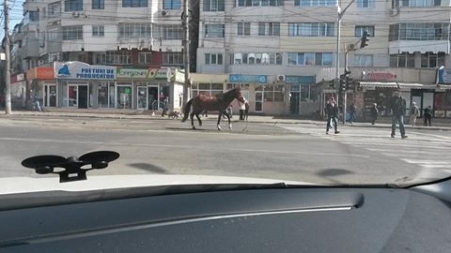 Un cal s-a plimbat liber prin Galaţi