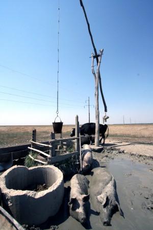 Îngrijiţi-vă animalele pe timp de CANICULĂ! 