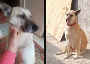 Ați văzut-o pe Maia? Stăp&acirc;nii cer ajutorul gălățenilor