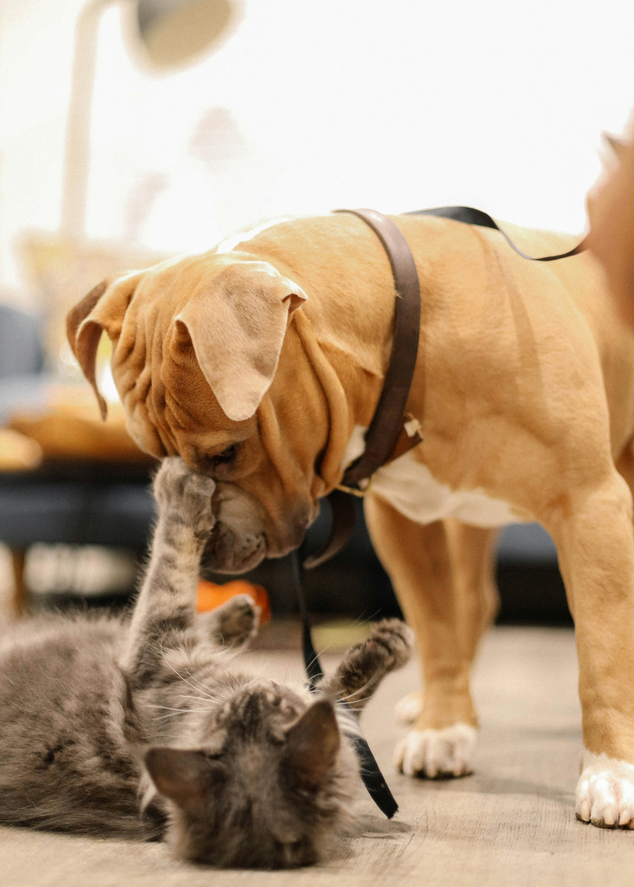 De ce câinii și pisicile nu se înțeleg și cum pot deveni prieteni