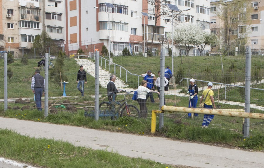 Gospodărire Urbană plantează copaci/ Unde vor fi amplasaţi noii arbori din oraş