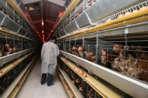 Polonezii ne &quot;sabotează&quot; ouăle de Paşti! Producătorii gălăţeni sunt concuraţi de importuri