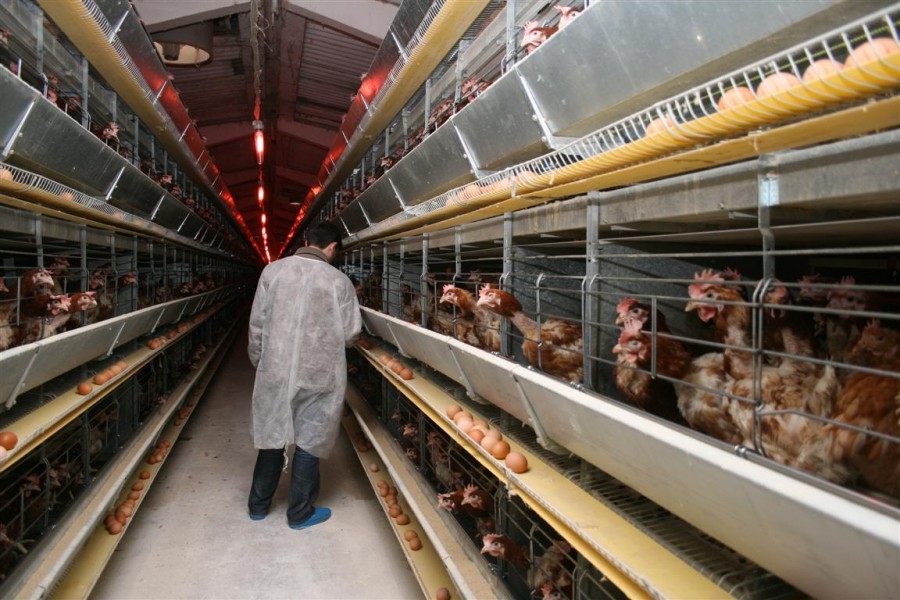 Polonezii ne "sabotează" ouăle de Paşti! Producătorii gălăţeni sunt concuraţi de importuri
