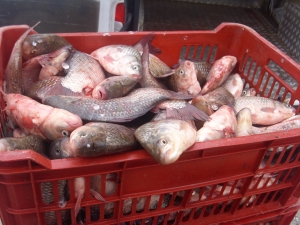 O pescărie din Piaţa Centrală din Galați a fost golită de marfă (VIDEO)