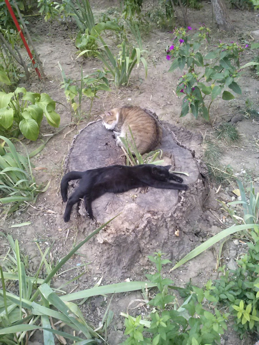 Într-o grădină de bloc: Pisicuţe în greva... recensământului
