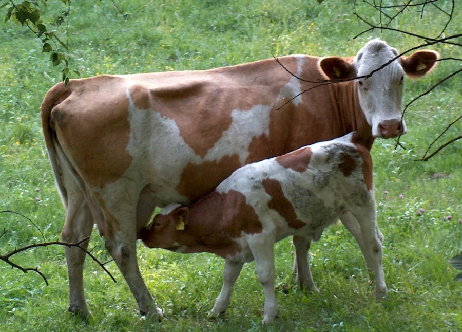 Registrul Genealogic pentru bovine