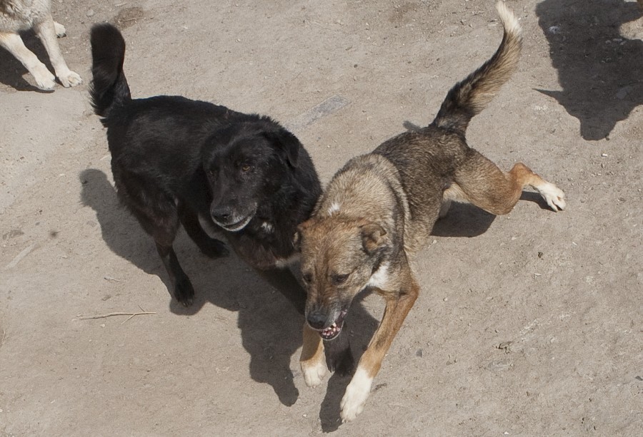Ecologiştii aşteaptă salvarea de la Consiliul Judeţului: Padocuri pentru 25.000 de câini