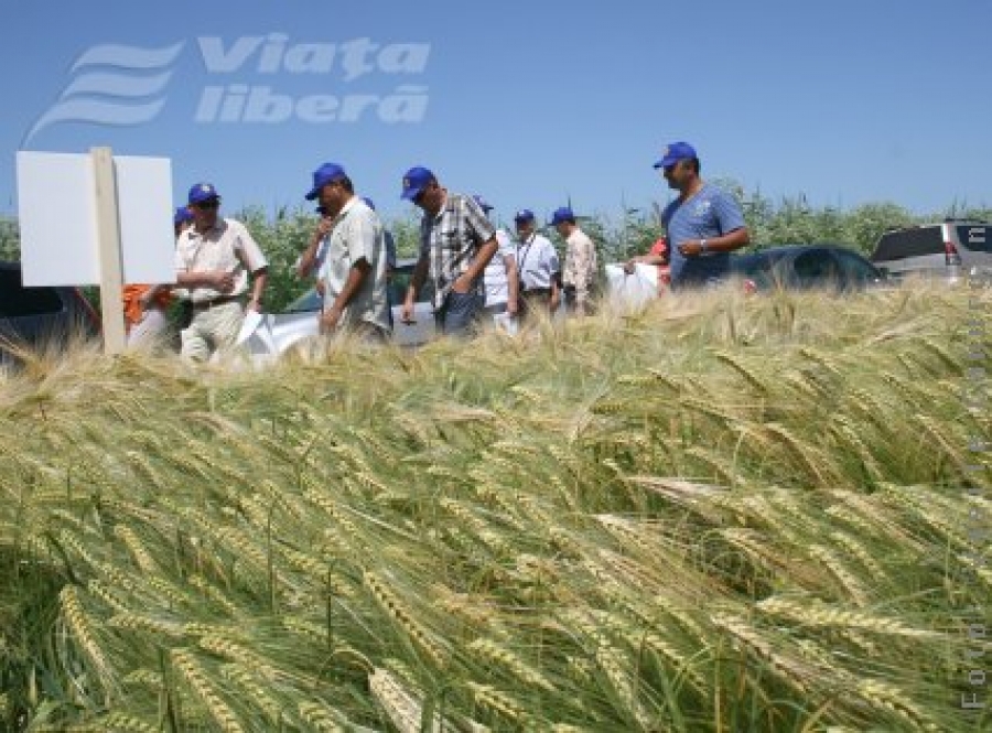 Lecţie austriacă pentru grâu românesc