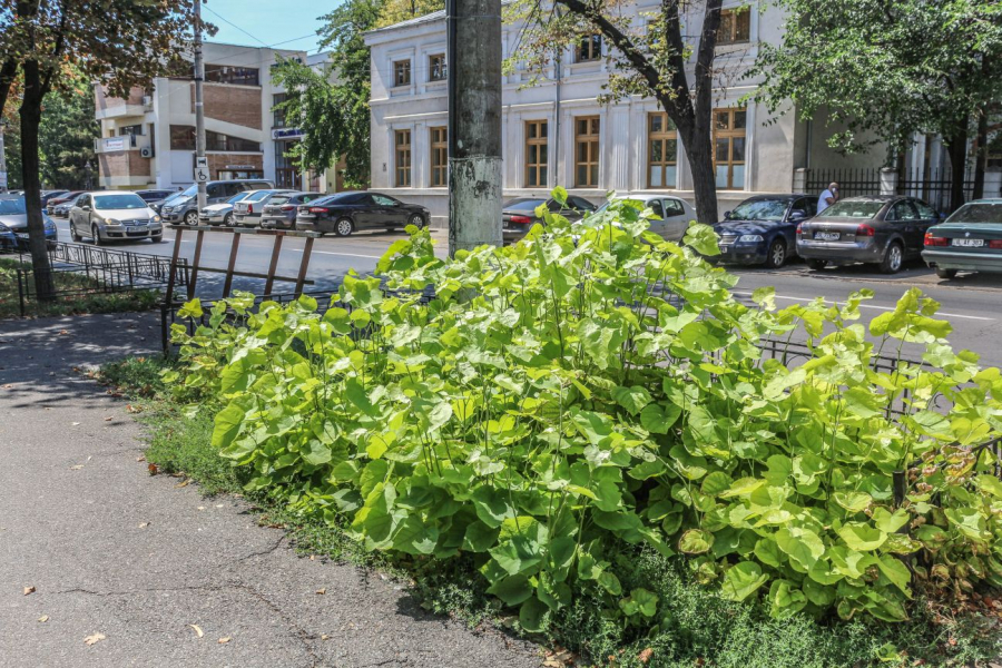 ”Tufişuri” de tei, pe strada Domnească