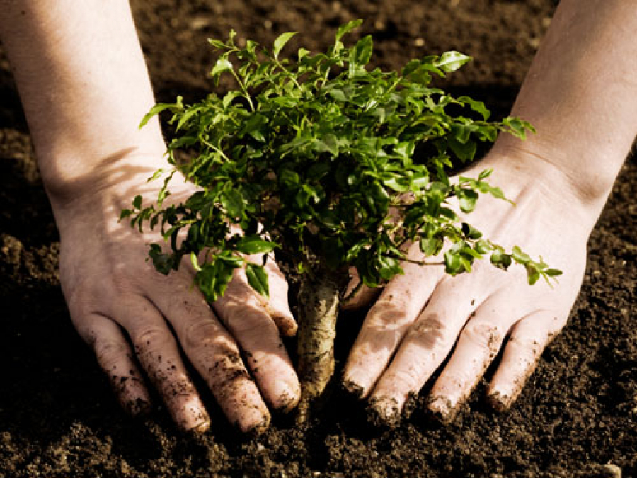 A început Luna plantării arborilor