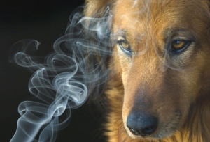 ŞCOALA IUBITORILOR DE ANIMALE/ Fumul de ţigară, un pericol şi pentru sănătatea câinilor