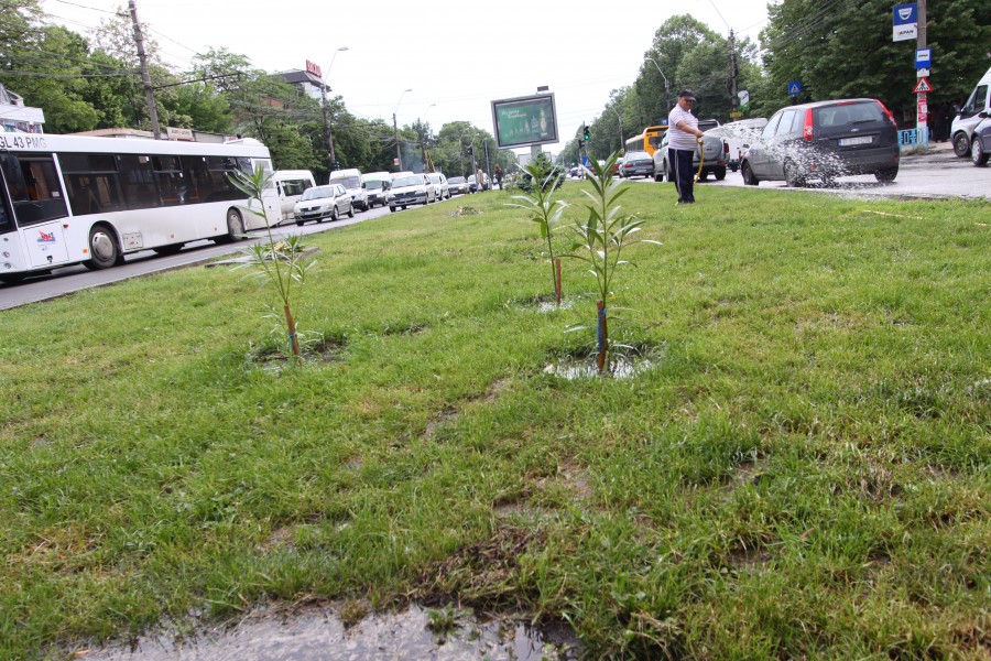 Ştiaţi că iarba de pe Brăilei se irigă cel bine pe ploaie?!