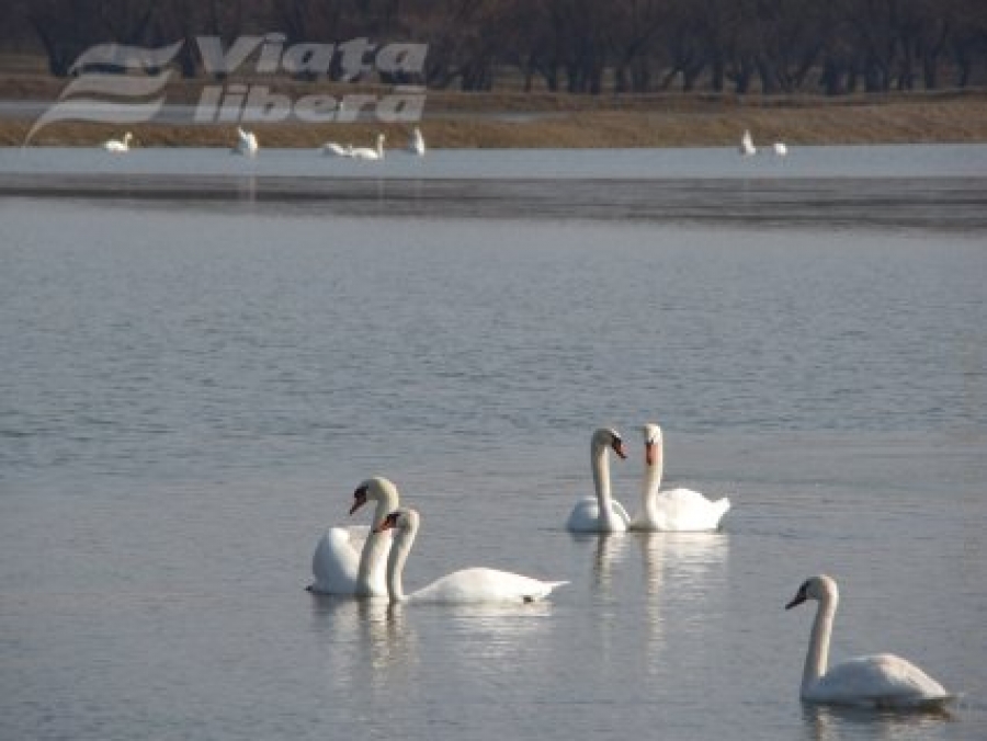 Lebedele de lângă şosea 