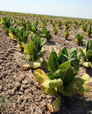 S-a dublat numărul cultivatorilor de tutun din Galaţi